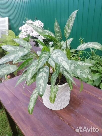 Комнатные растения