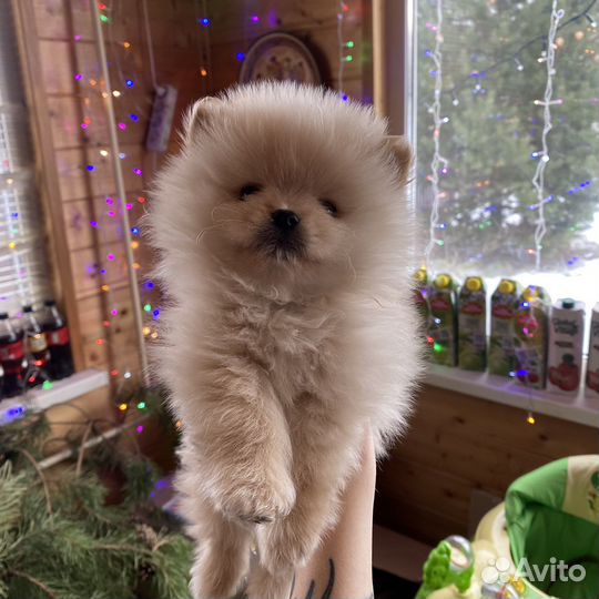 Щенки шпица