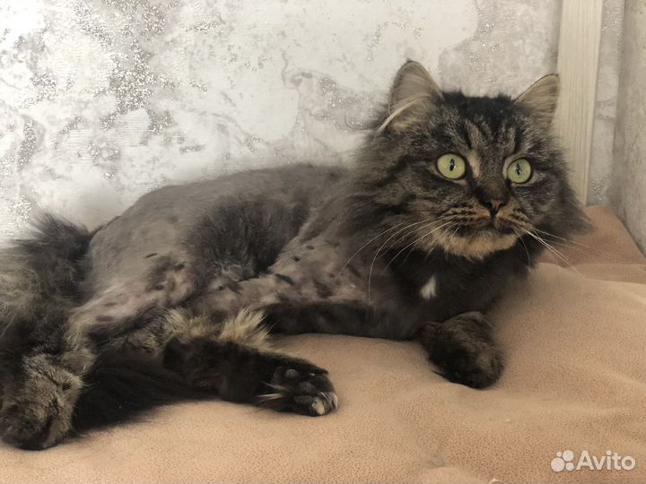 Мася - сибирская красавица ищет семью