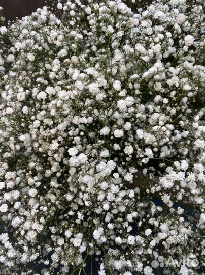 Букет из гипсофилы