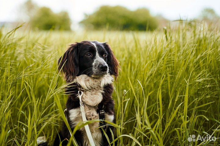 Выгул собак сб/вск