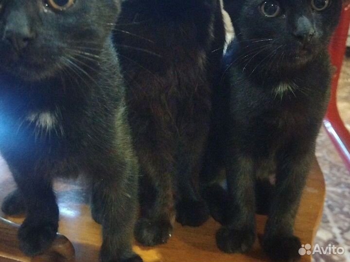 Котята отдам в добрые руки бесплатно