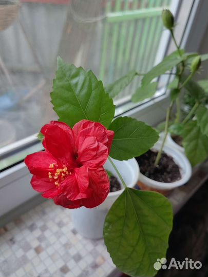 Гибискус(китайская роза)