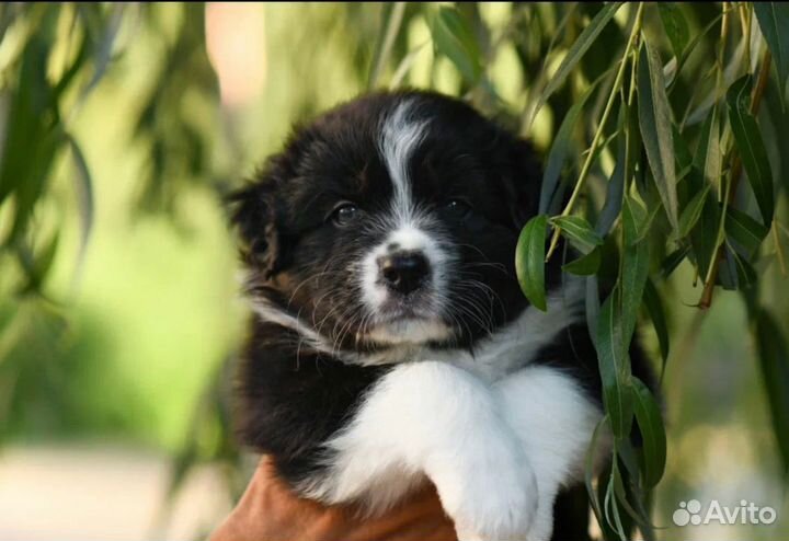 Щенки австралийская овчарка аусси