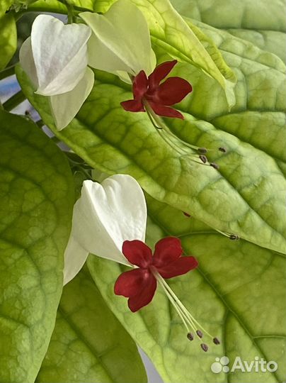 Клеродендрум Томпсона