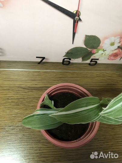 Комнатные цветы (Традесканция- разные сорта)