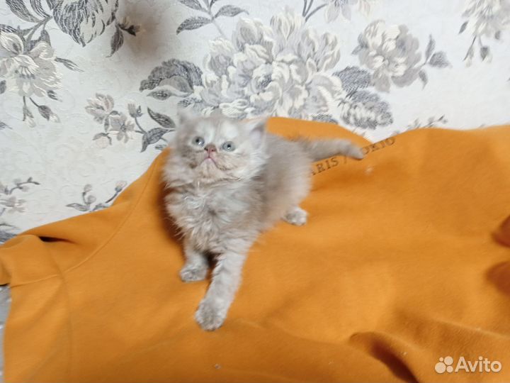 Кошка в дар бесплатно
