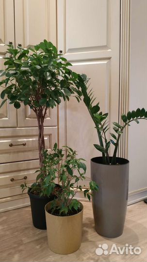 Замиокулькас