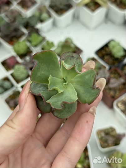 Суккуленты