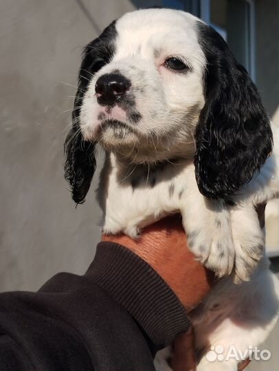 Щенки русского охотничего спаниеля