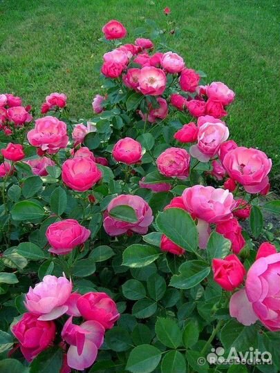 Роза Ангела / Angela Кордес