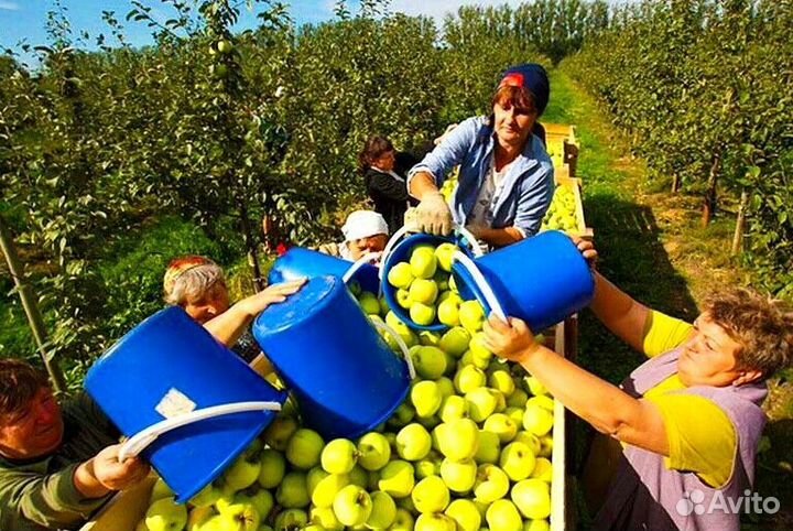 Работа Сборщиком яблок