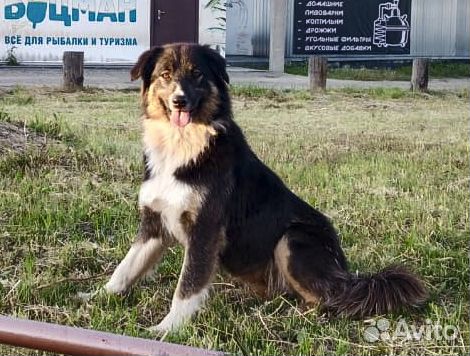 Лорд - крупный молодой пес-кастрат в хорошие руки