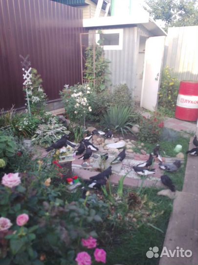 Продажа голубей