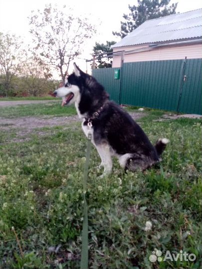 Вязка хаски