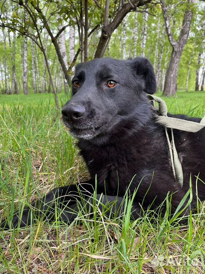 Молодая собака недавно попала в приют