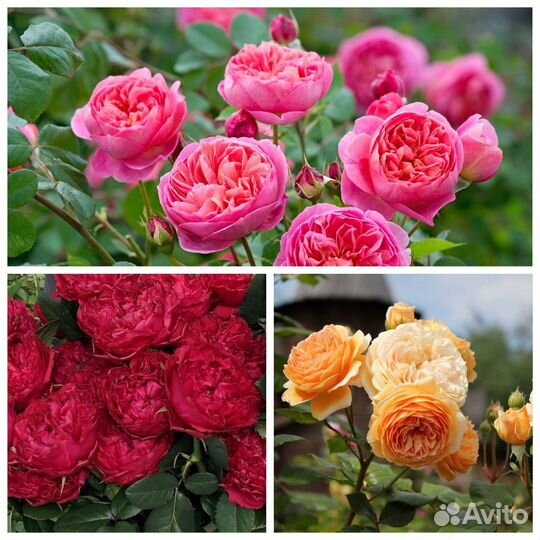 Саженцы Розы на осень почти 200 сортов окс доставк