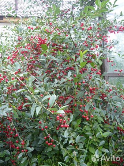 Саженцы вишни