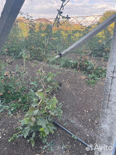 Ежевика натчес