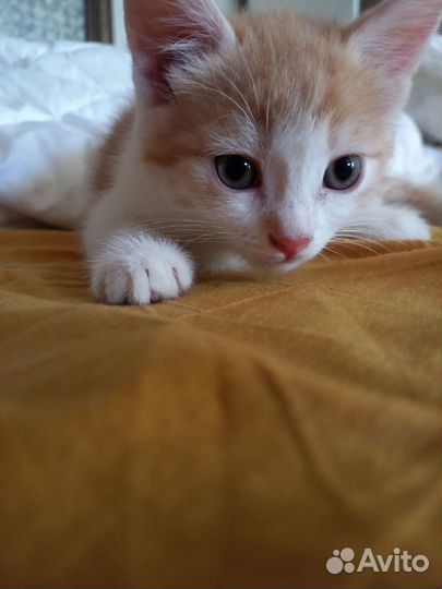 Котенок в добрые руки