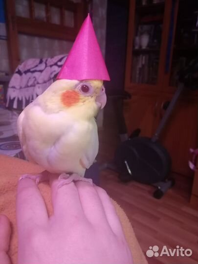 Попугай корелла птенец
