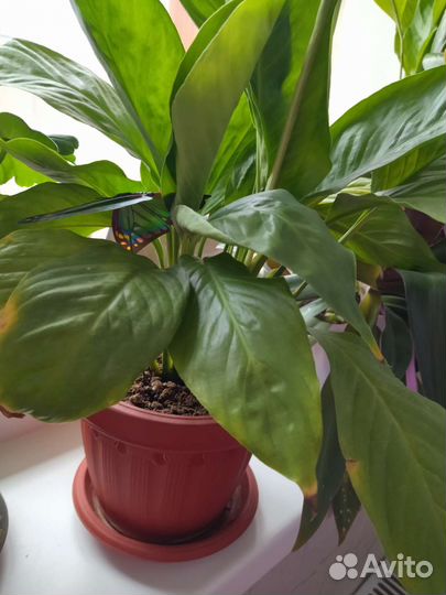 Спатифиллум