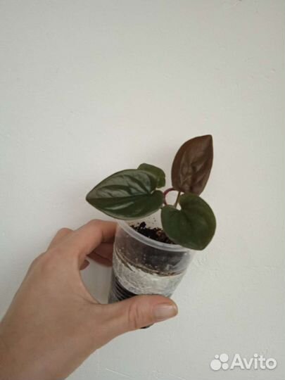 Сингониум эритрофиллум