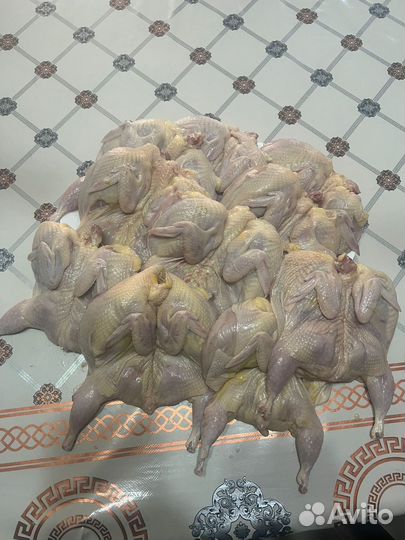 Перепелки свежие 130р шт