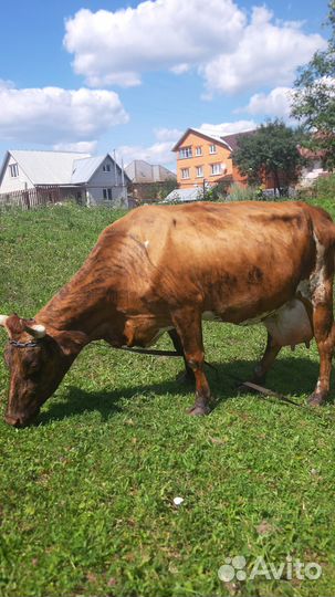 Корова высокоудойная Джерси