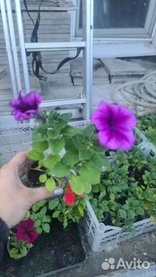 Петунья ампельная