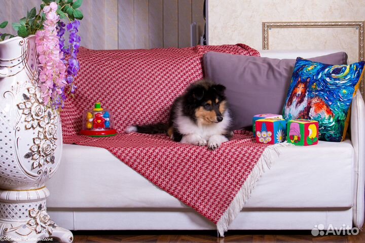 Щенки колли