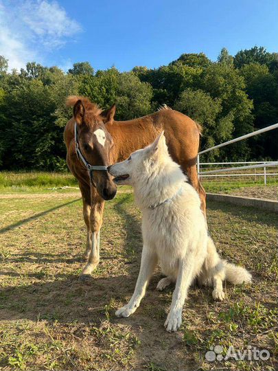 Вязка кобель