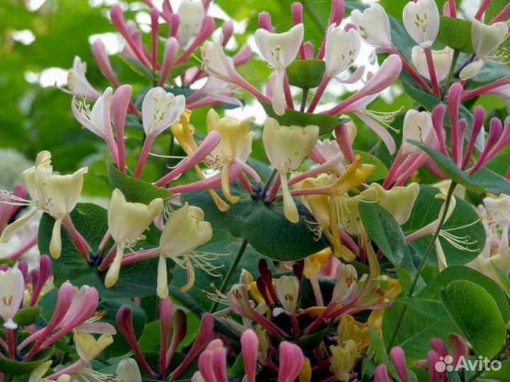 Жимолость Каприфоль