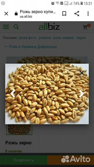 Ячмень, пшеница