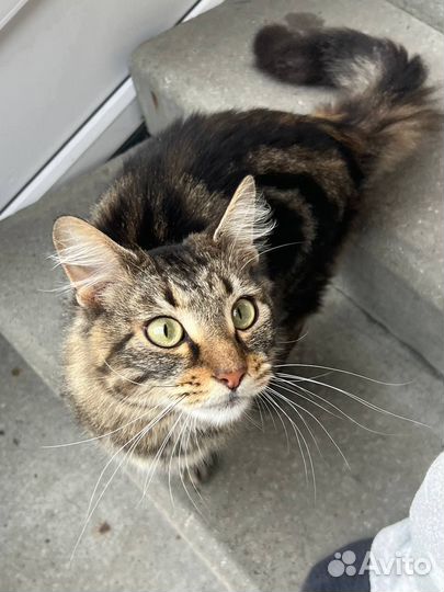 Котик в добрые руки