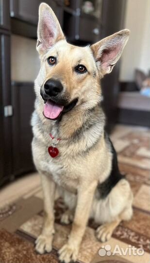 Собака, а в душе щенок