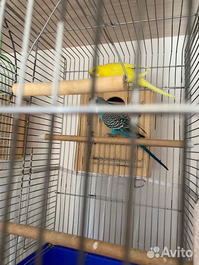 Волнистый попугай