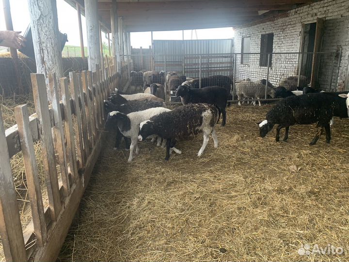 Баранчики на племя (помесь дорпер )