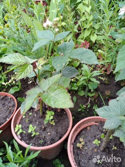 Саженцы ежевики,безшипой