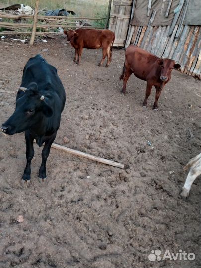 Телочки и бычки