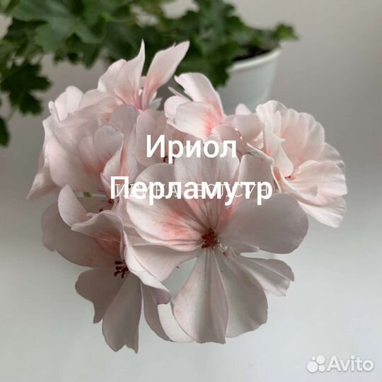 Пеларгония герань / укорененные веточки