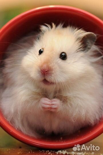 Передержка животных