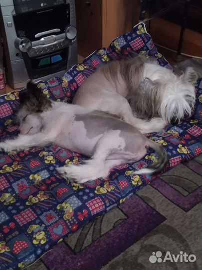 Щенки китайской хохлатой