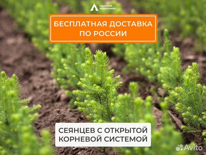 Сеянцы сосны