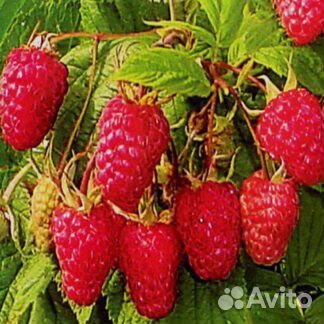 Саженцы малины ремонтантной, летней