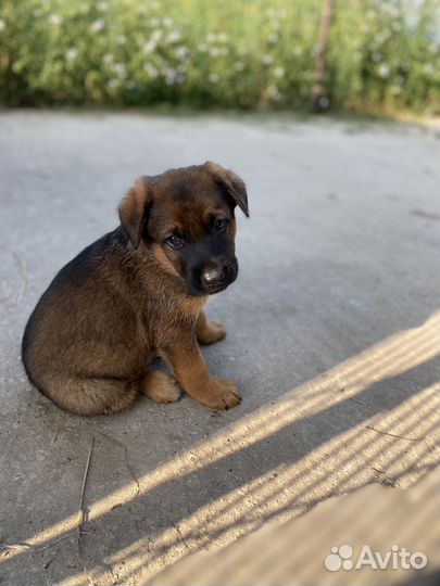 Отдам щенков в добрые руки, метисы немки овчарки