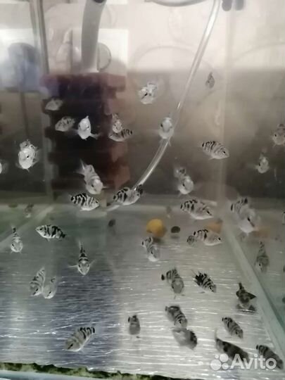 Сапфировые попугайчики, моллинезии