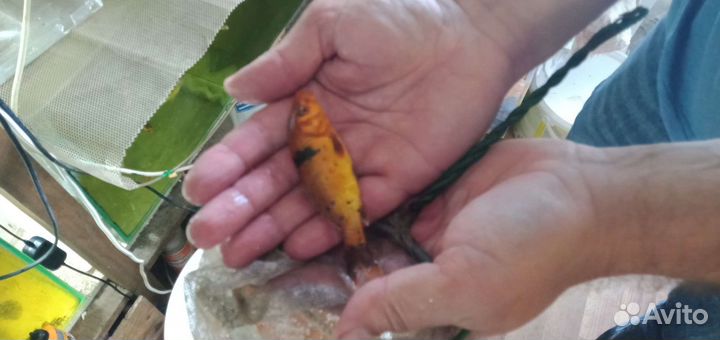 Карп кои(рыбки для пруда), гиацинты