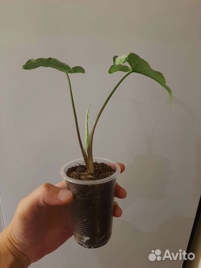 Сингониум Три короля