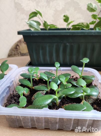 Продам комнатные цветы